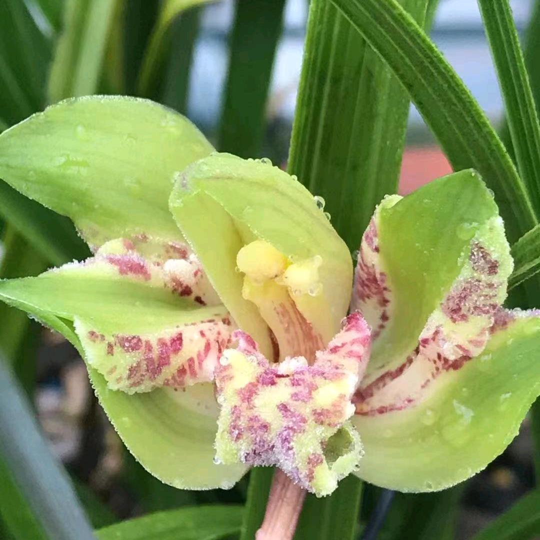乡村绿植兰艺