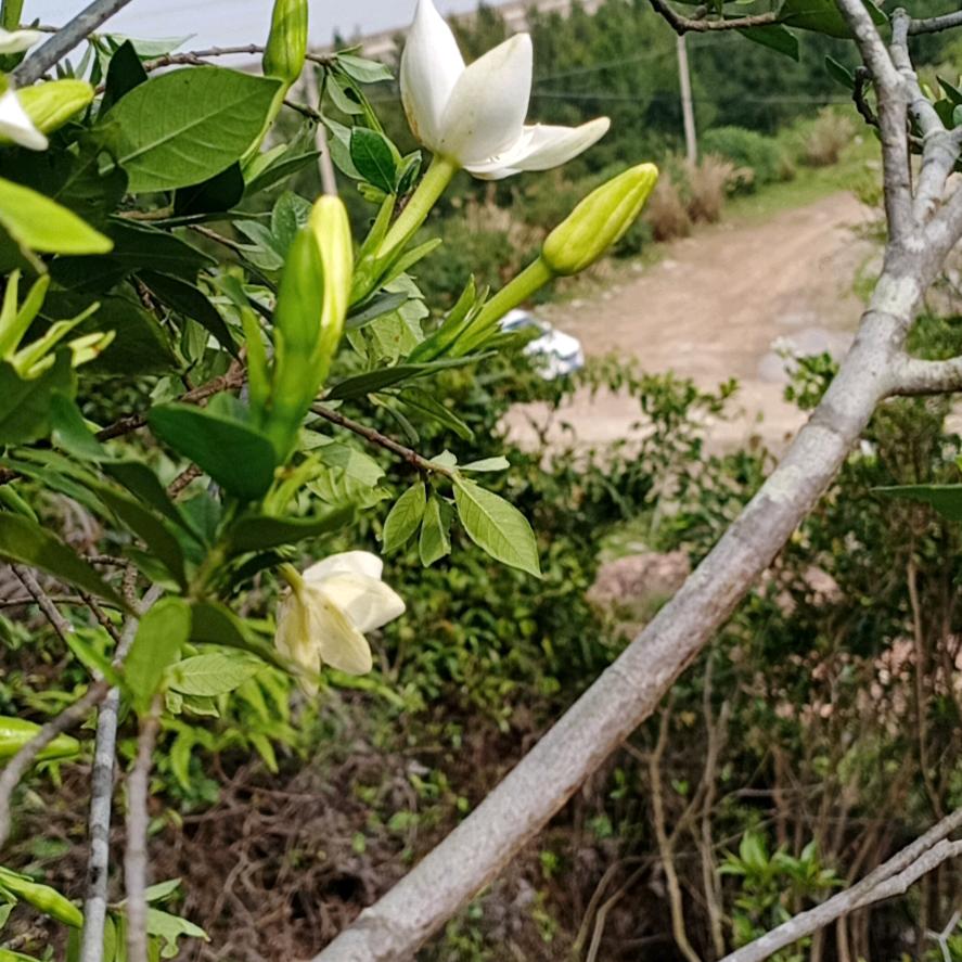 黑妞裤裤