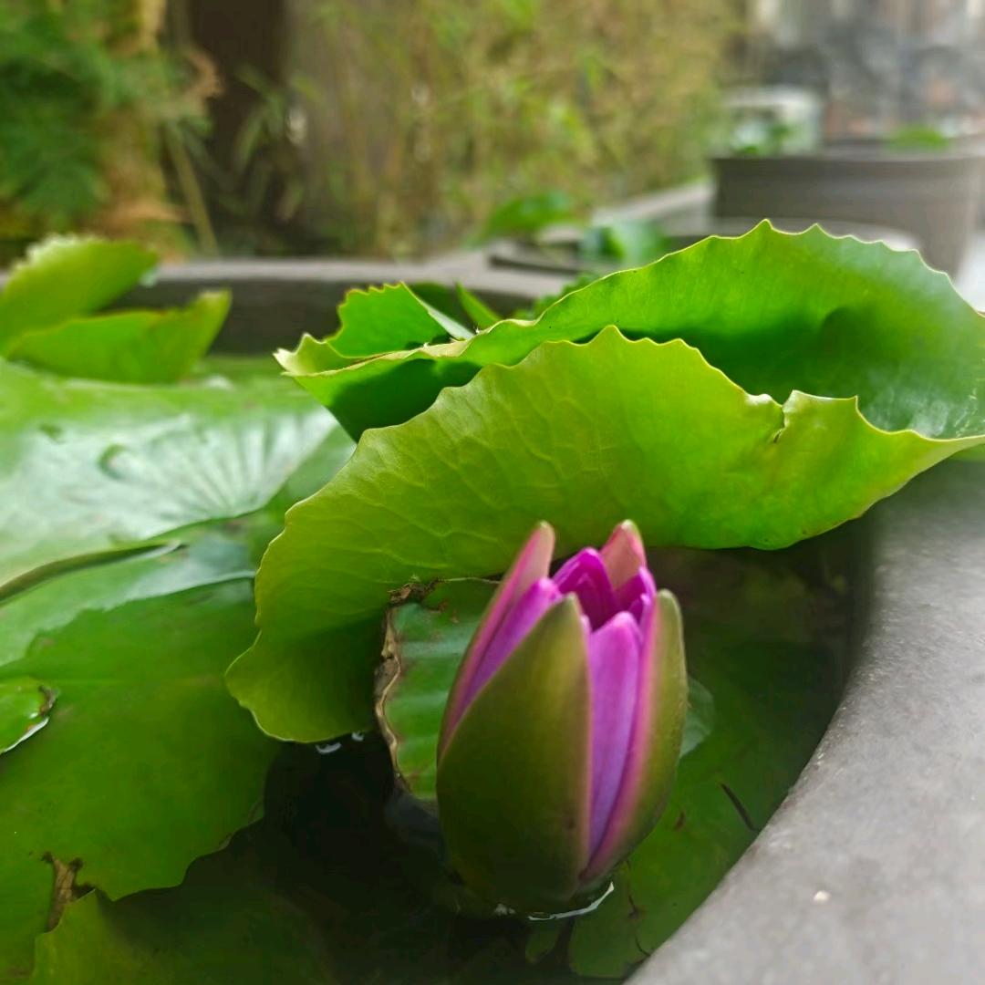 果然