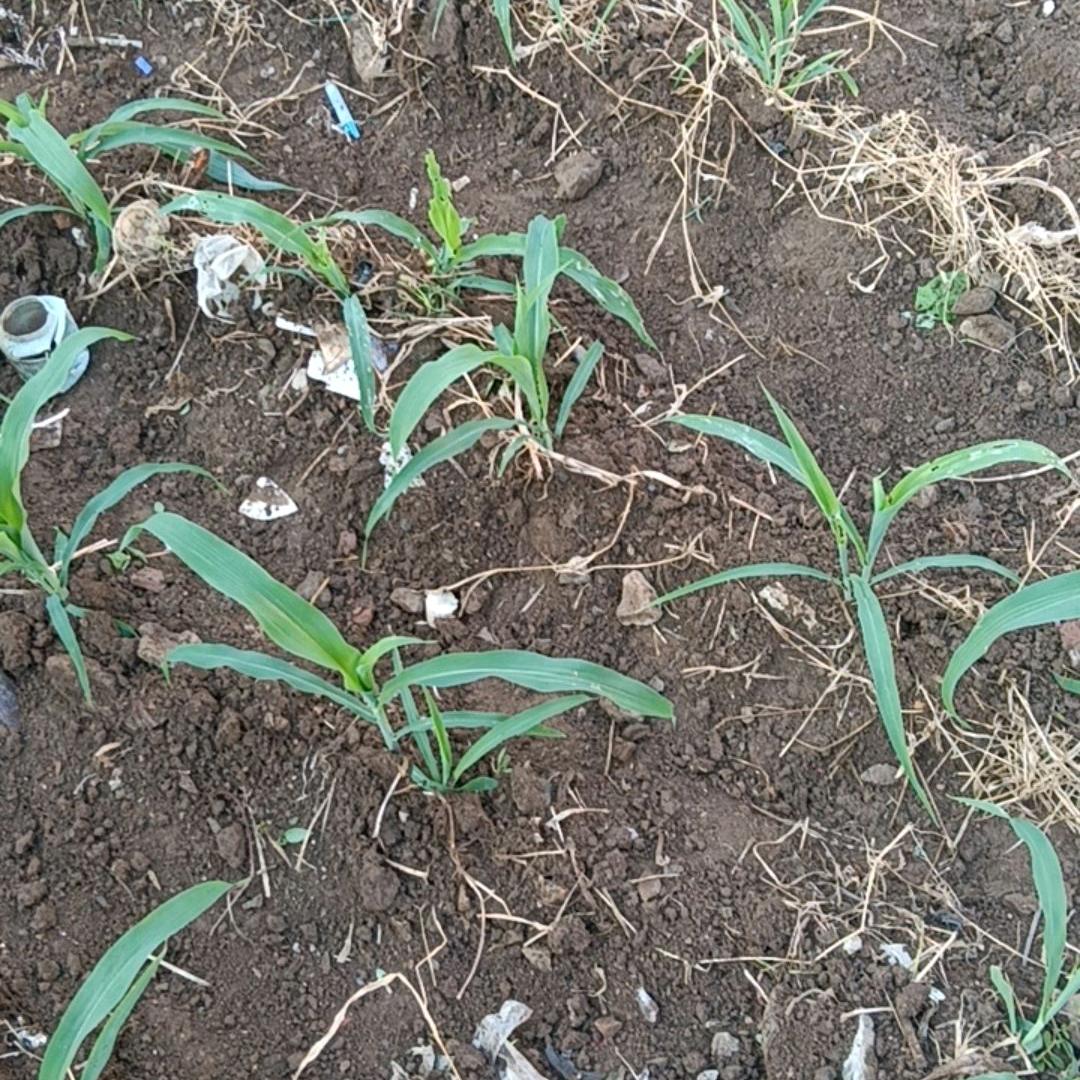 爱人先爱己（小号）