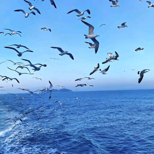 安徽远峰机械设备租赁有限公司