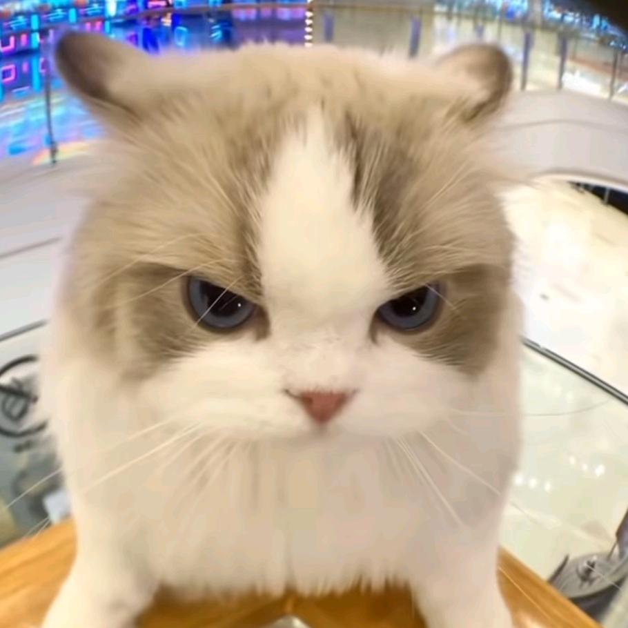 败犬嘉心糖