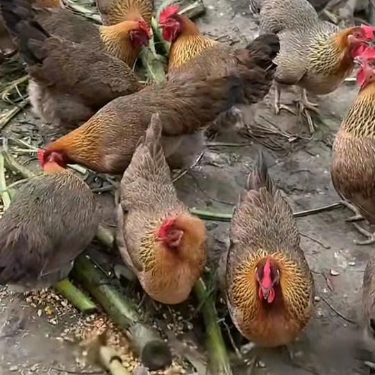 璀粲科技优品小铺