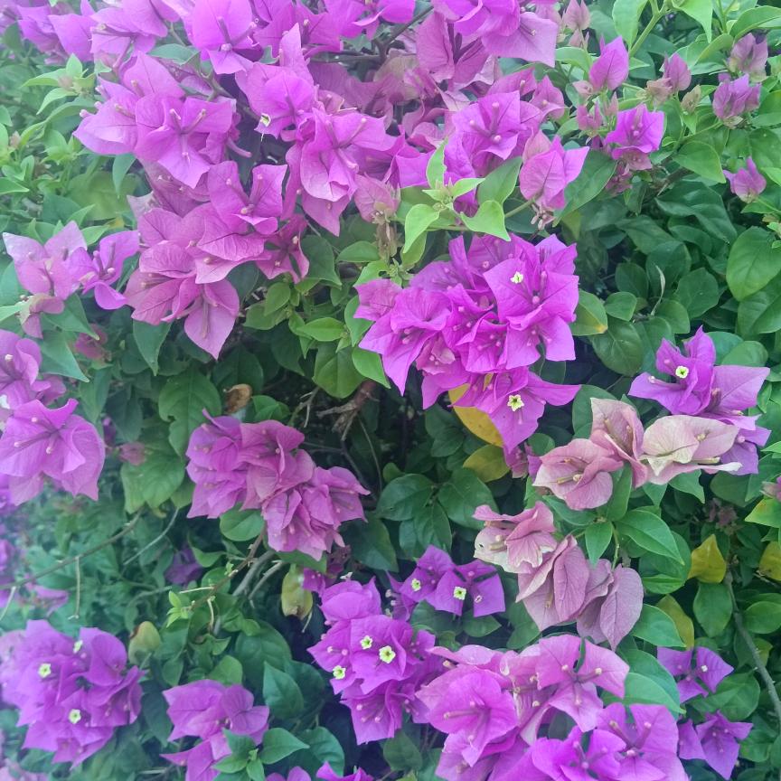 圆圆
