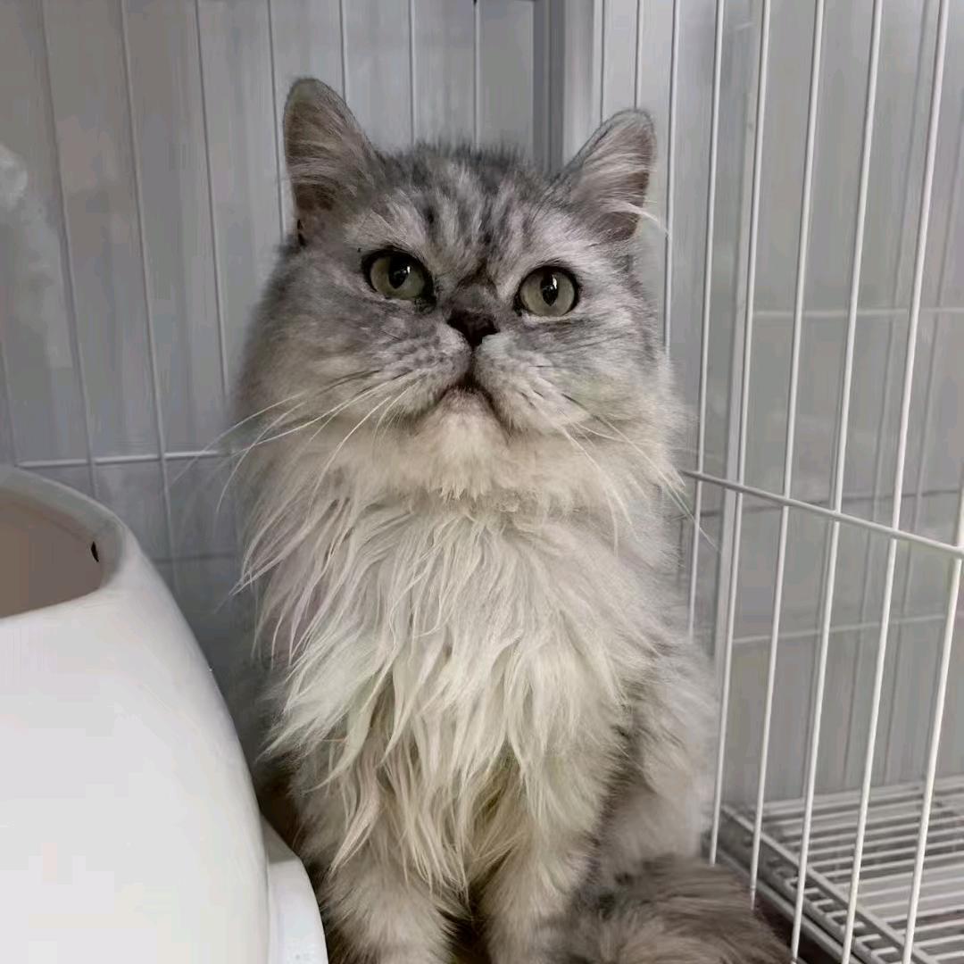 银闪闪丶