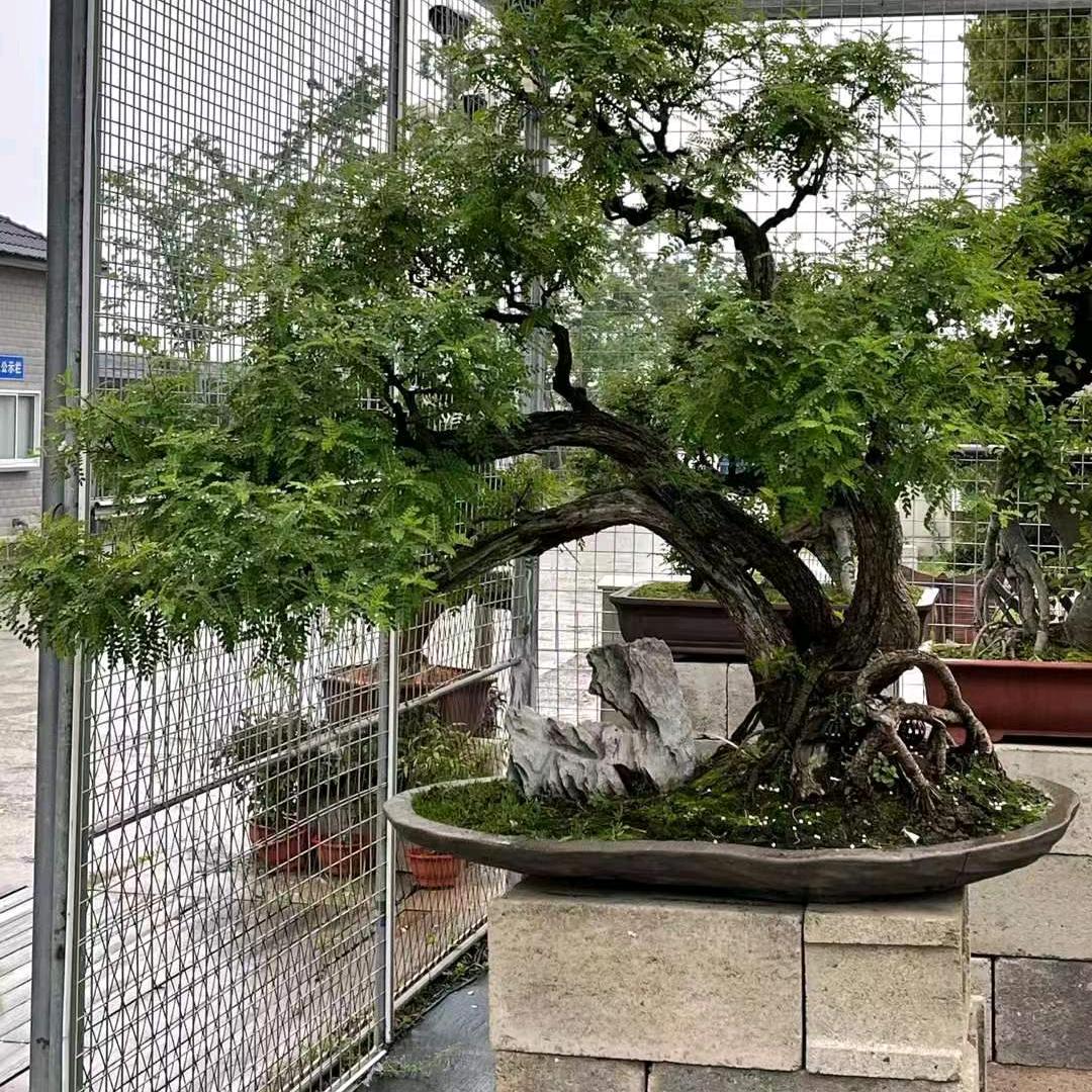 千寻紫砂花盆