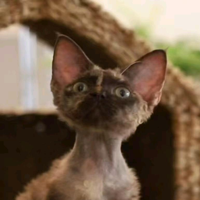 金陵德文Devon Rex🐈