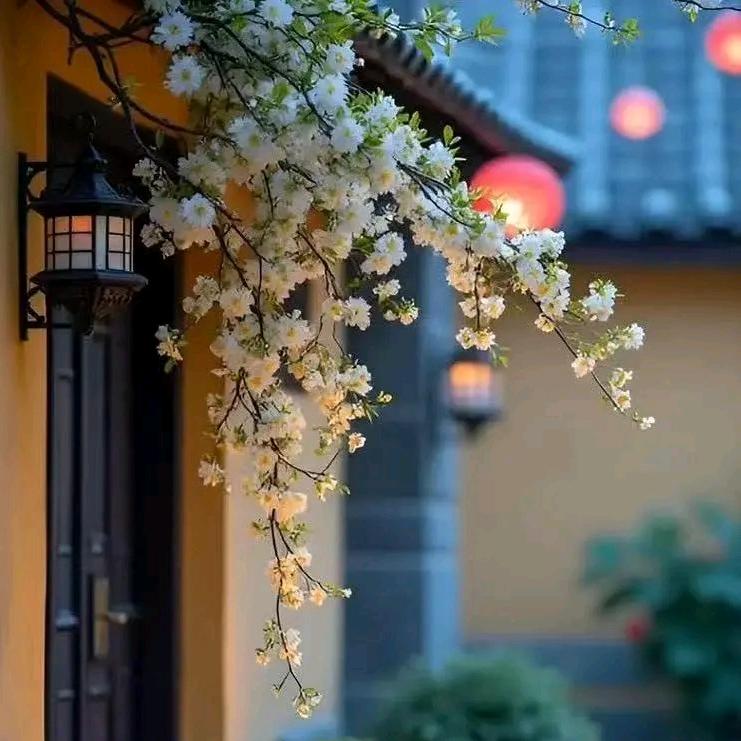 🥀᭄落花🌼忆梦꧔ꦿ࿐