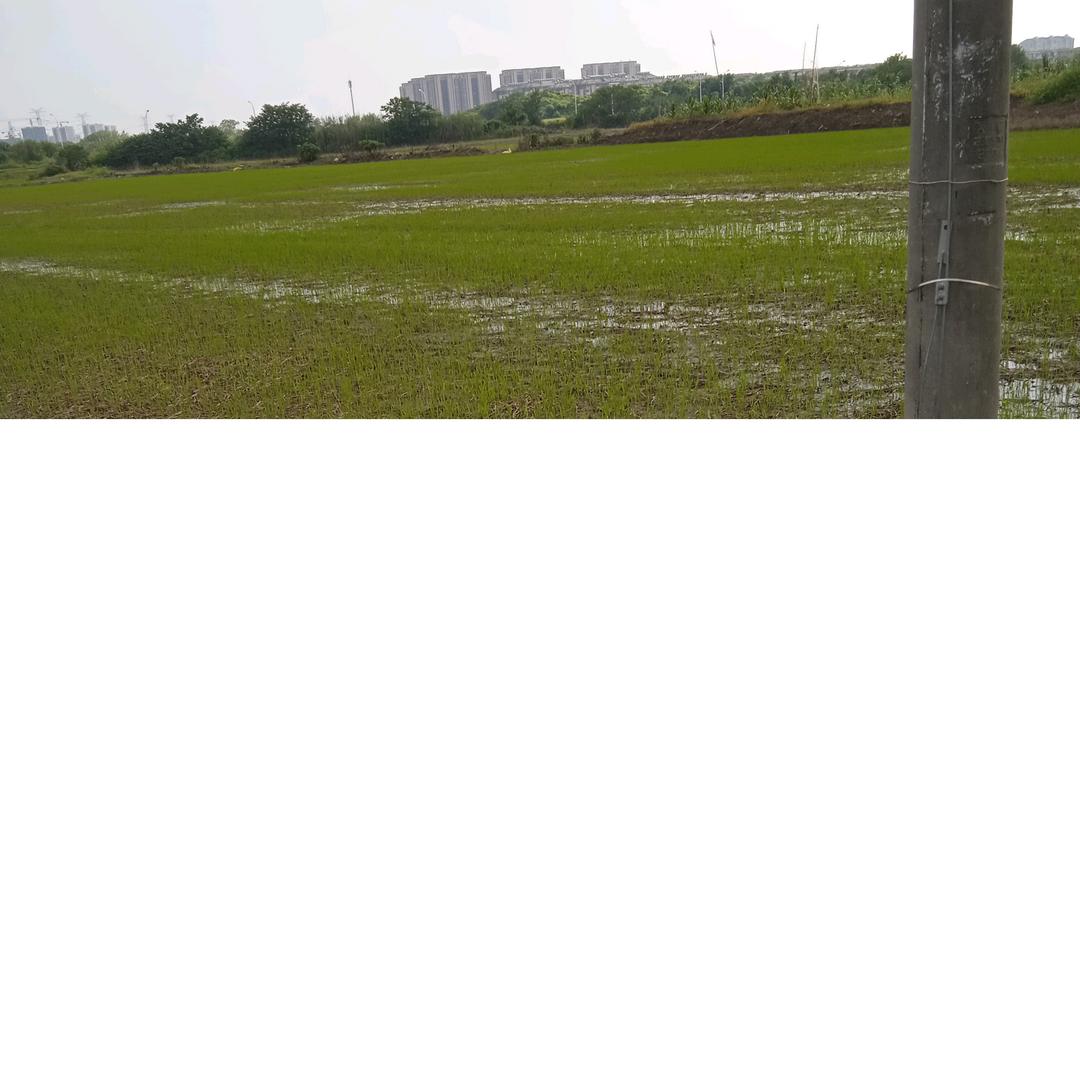 我是一个单身汉我吃油炒饭