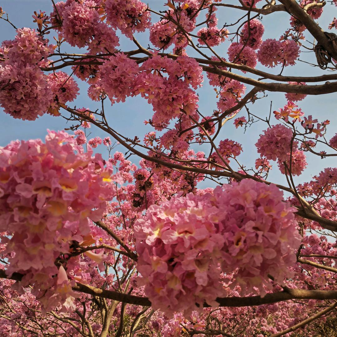 财税是专业，种菜是娱乐
