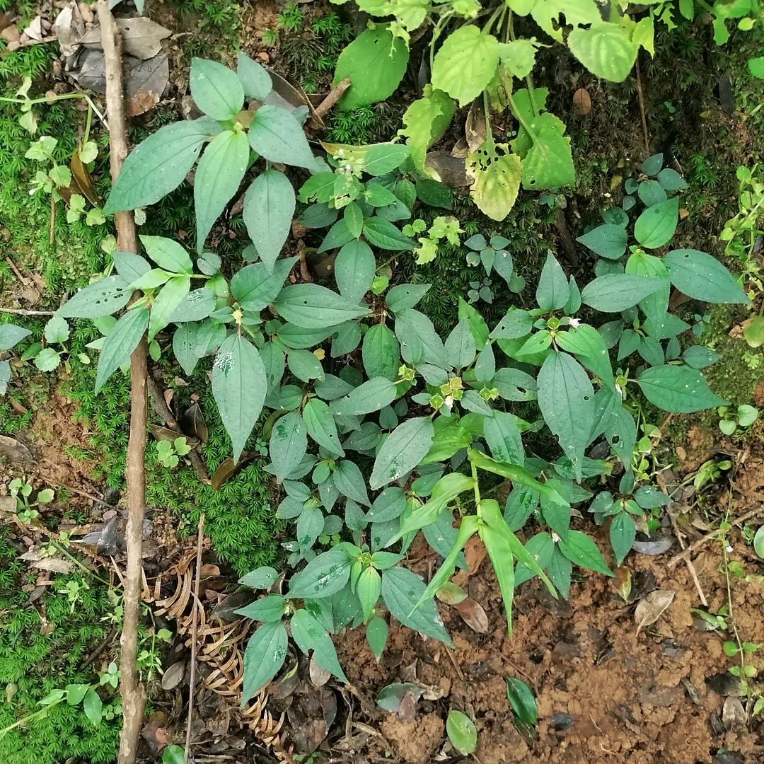 读🌿