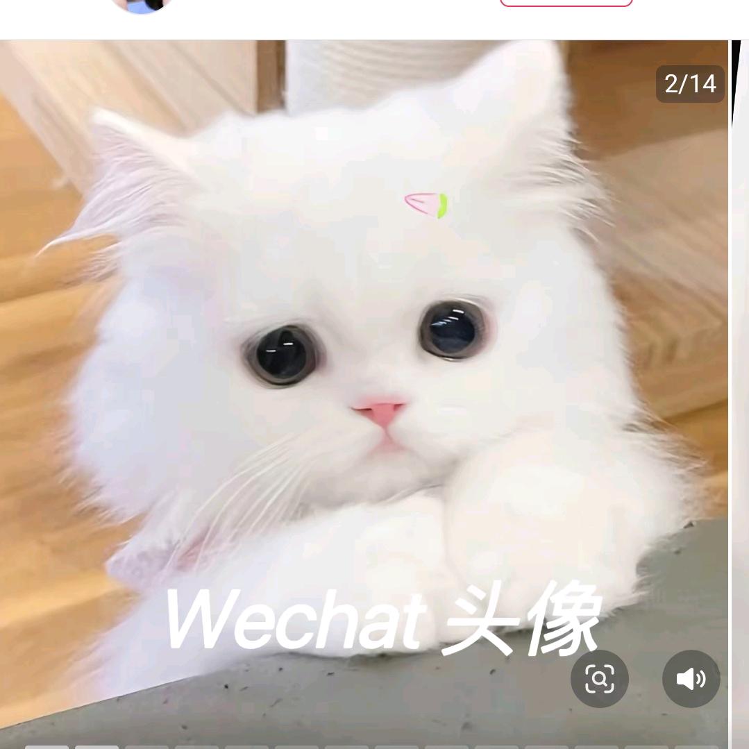 小顾在奋斗……