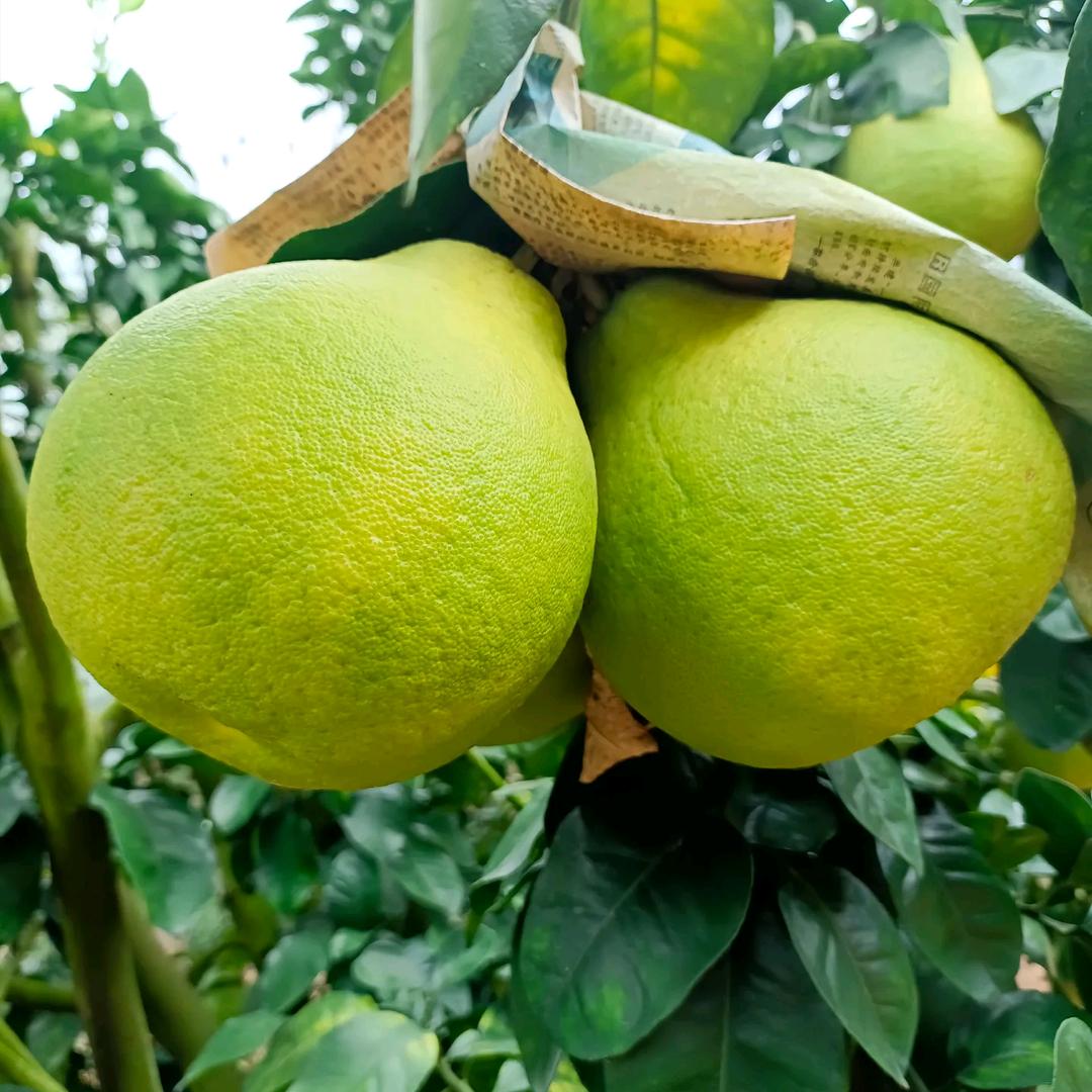 梅州沙田柚金柚原产地