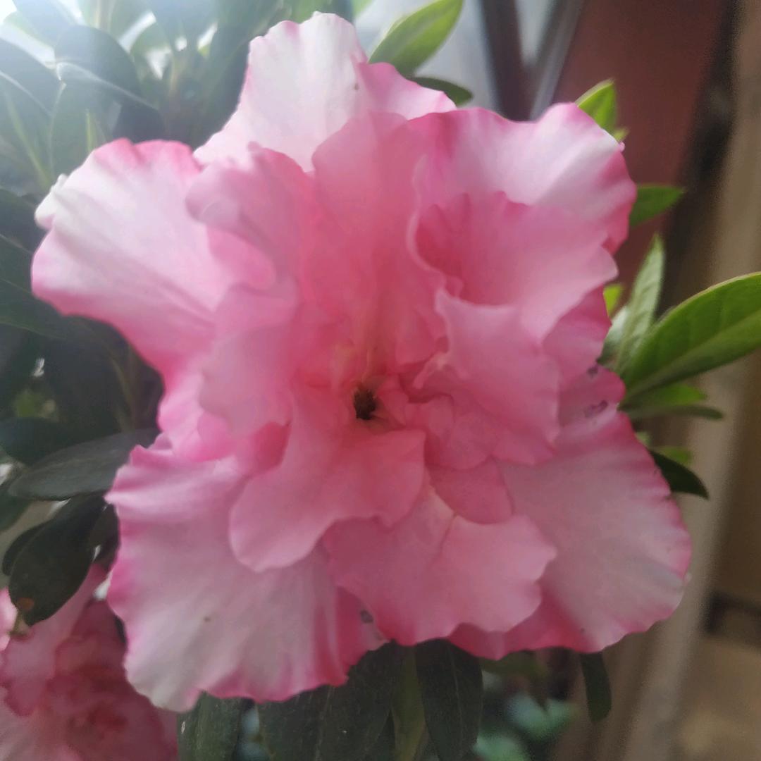 静心🌸