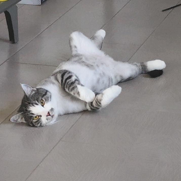 有一只叫西门庆的猫