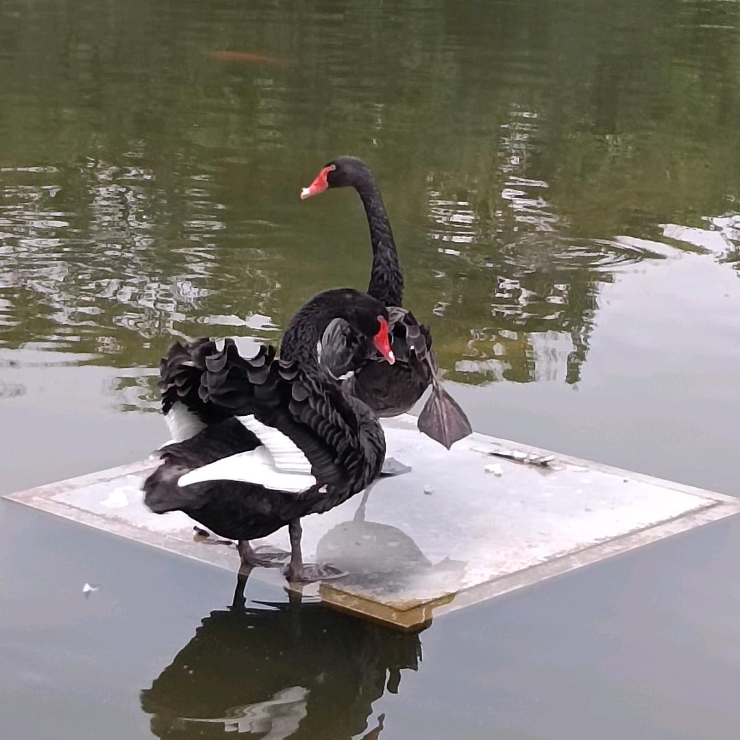 ໑ღ᭄:-)$🕊￥꧔ꦿ᭄&💞