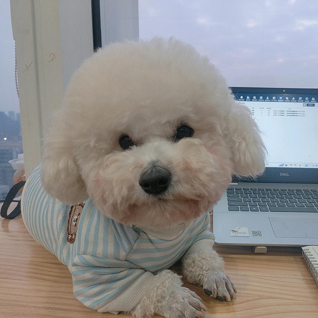 团宝🐶