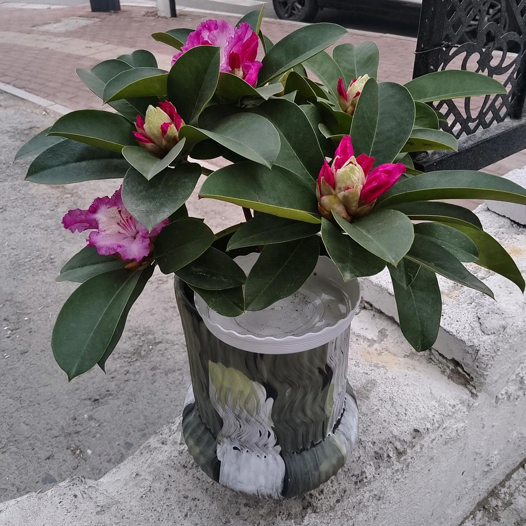 柠檬