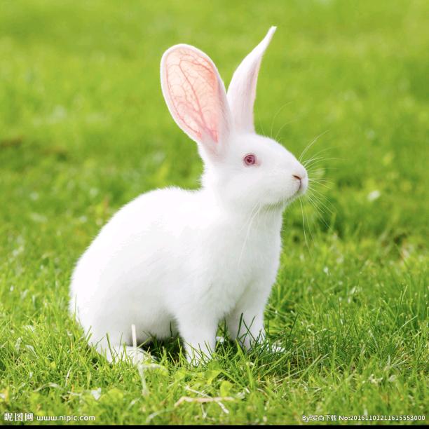 兔兔🐇