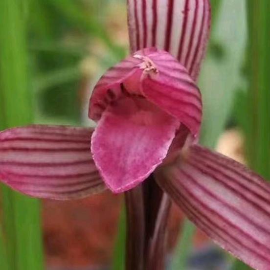 惠水县霞姐兰花种植场