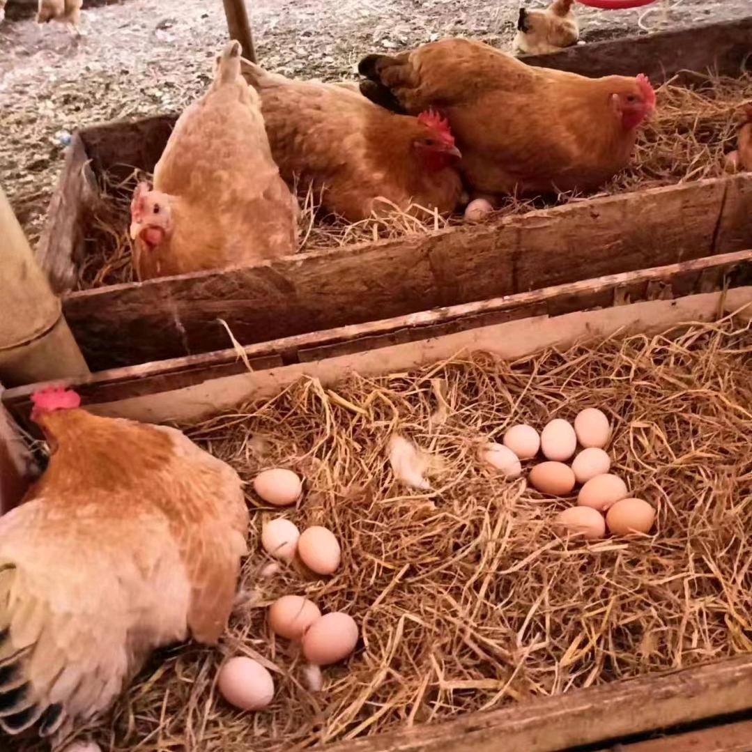 滨海特产(萍淡)