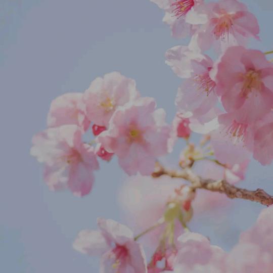 朝朝暮暮