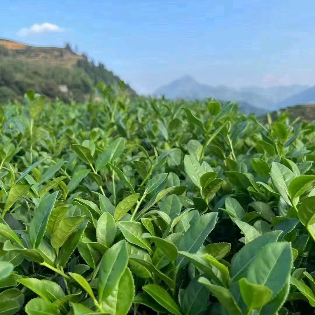 福建各种名茶