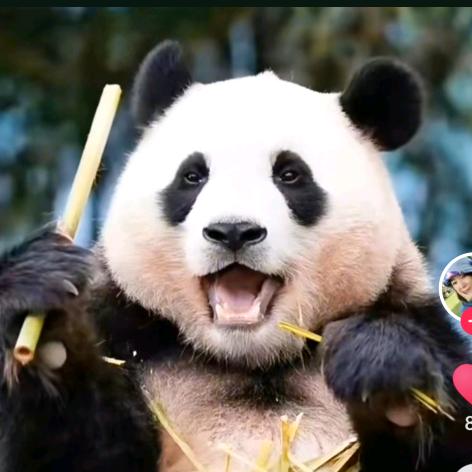 福美香 一帆风顺