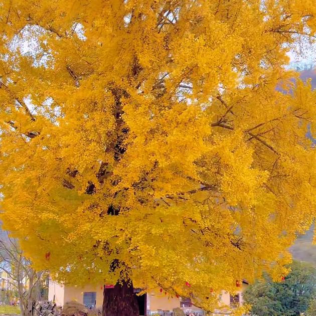 💋💋爱你💋💋