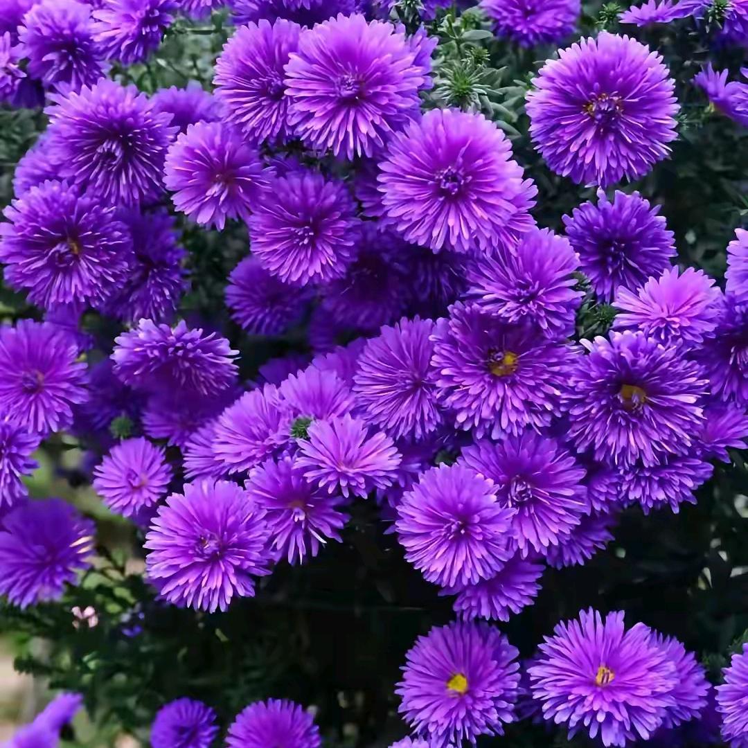 🌹🌸美丽🌸🌹