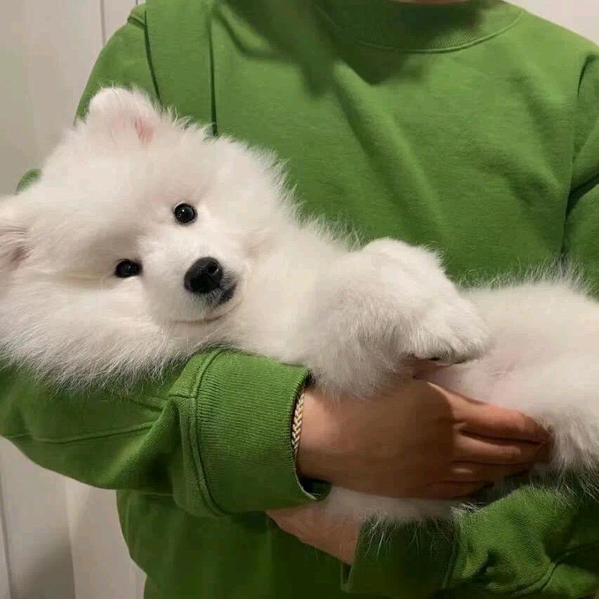 旺旺仙贝