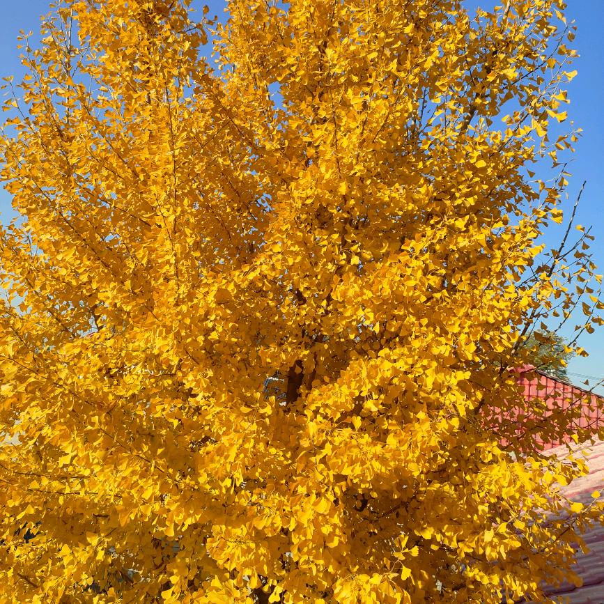 骑着蚂蚁追大象