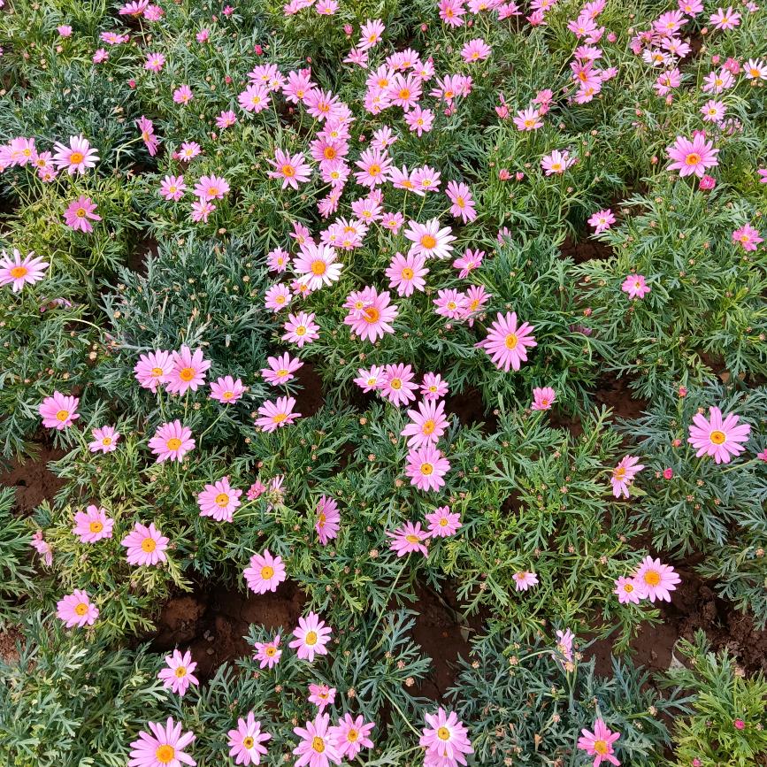 春暖花开