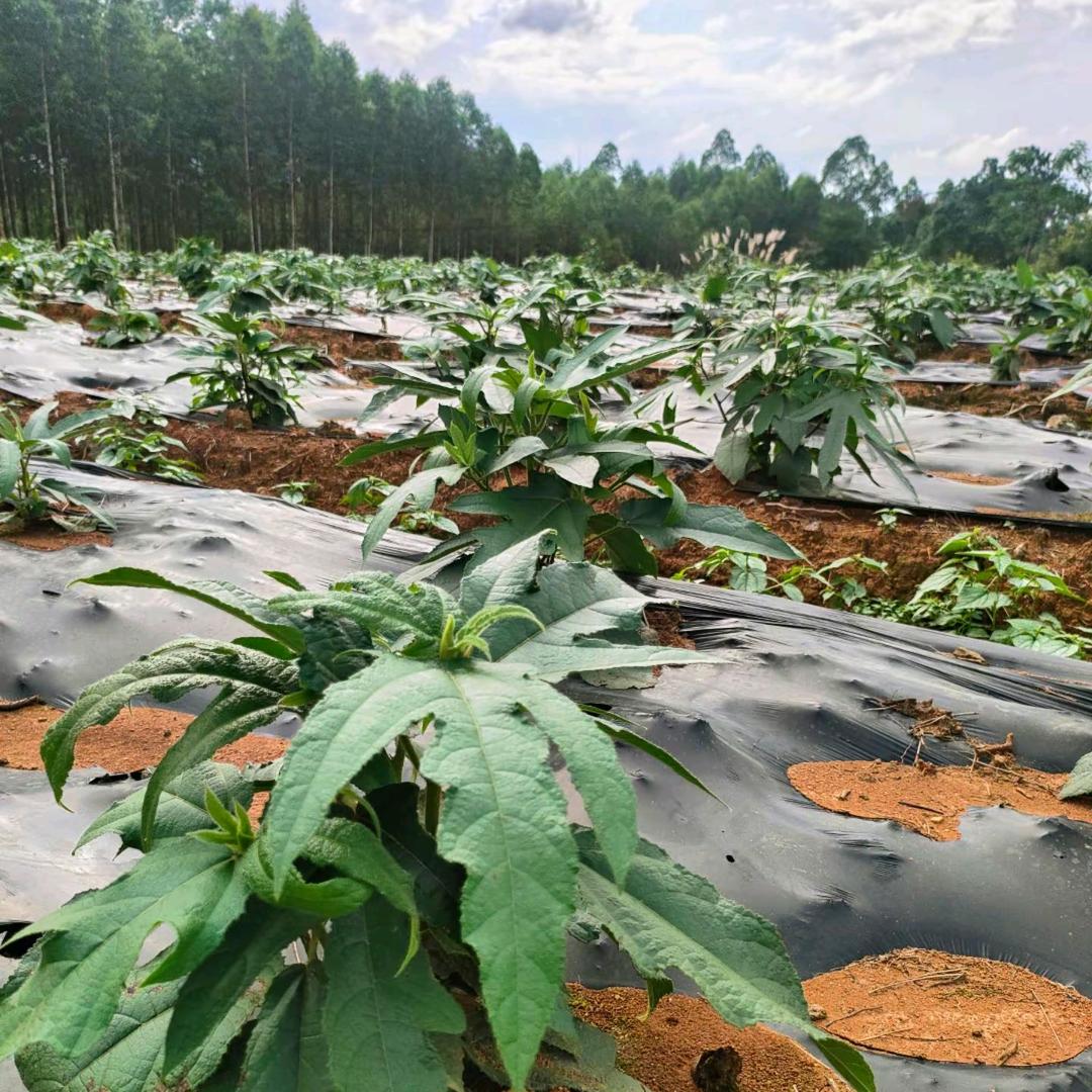 @羊头 阿海餐饮