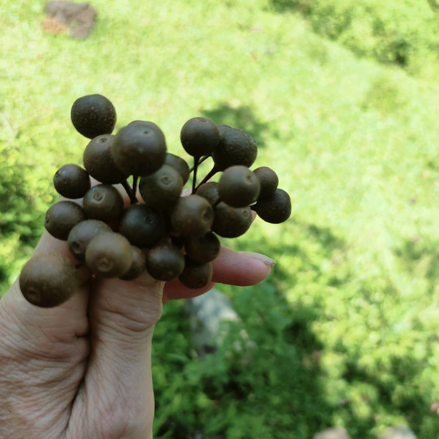 梅子🥀🥀🤭🤭❤️❤️🍎🍎