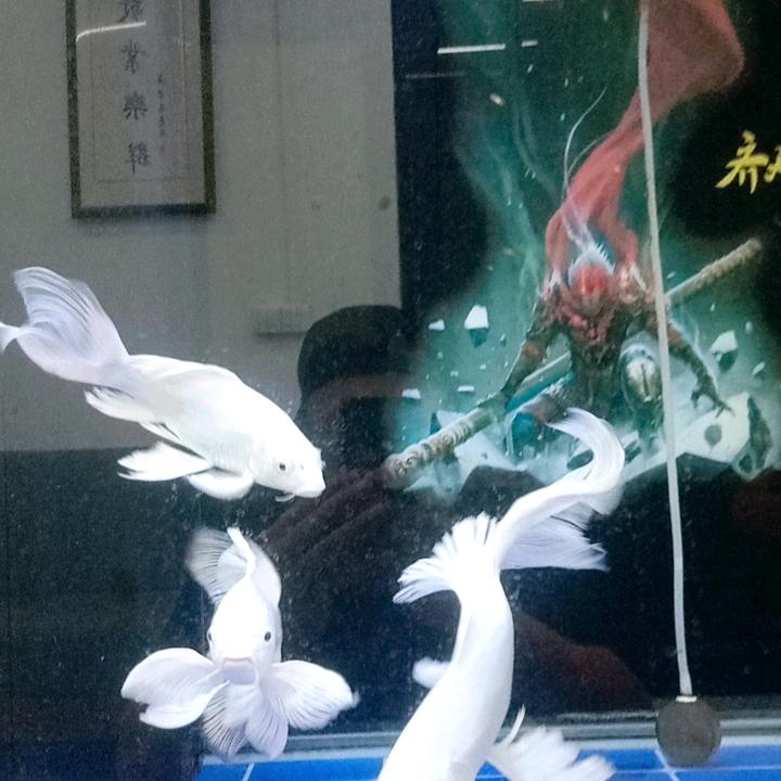 王路飞