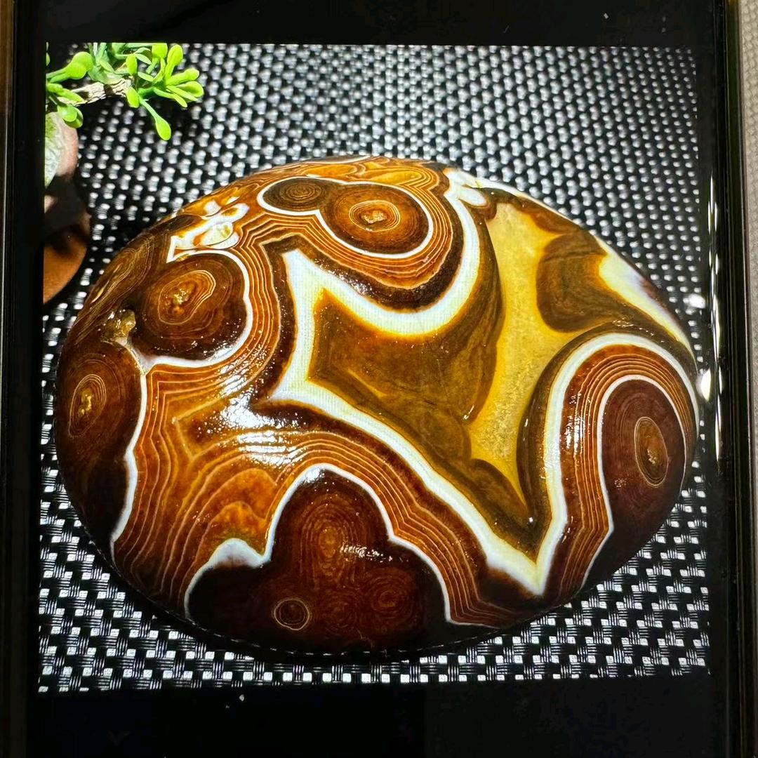 非洲马料杜鹃一店