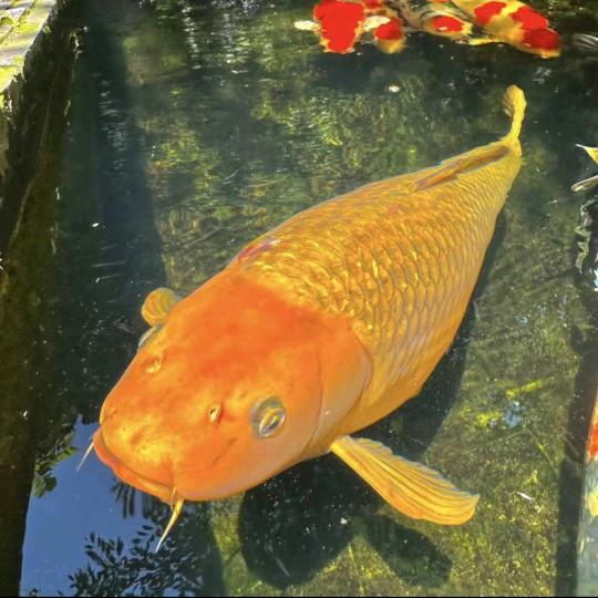 心想事成