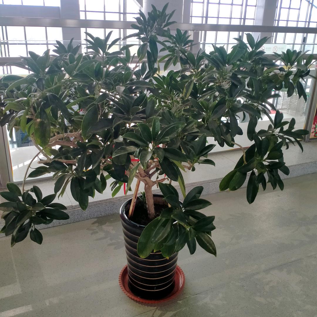 沧桑的回忆