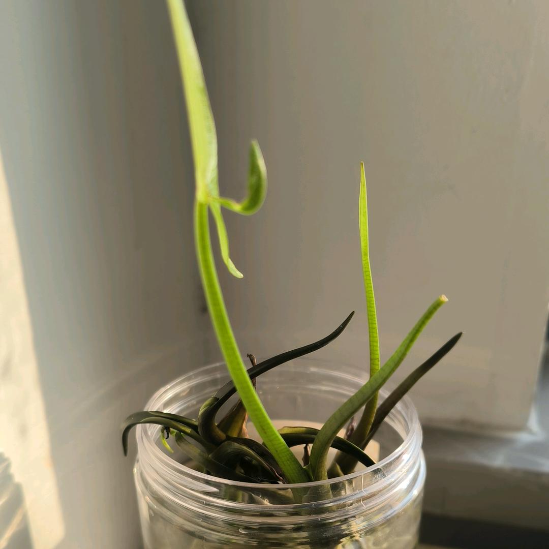小米不淘气