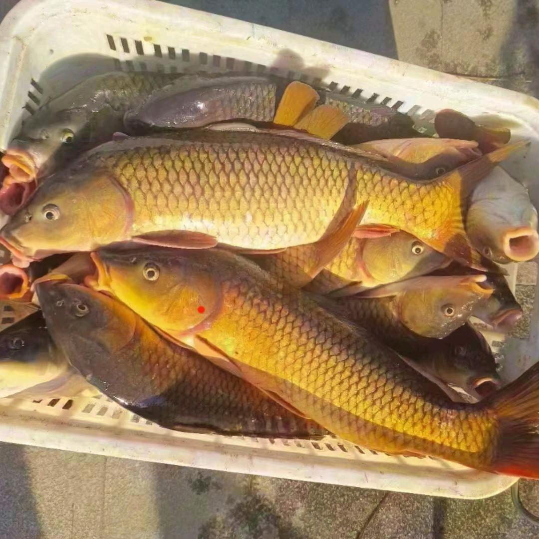 鲤鱼生态水产人