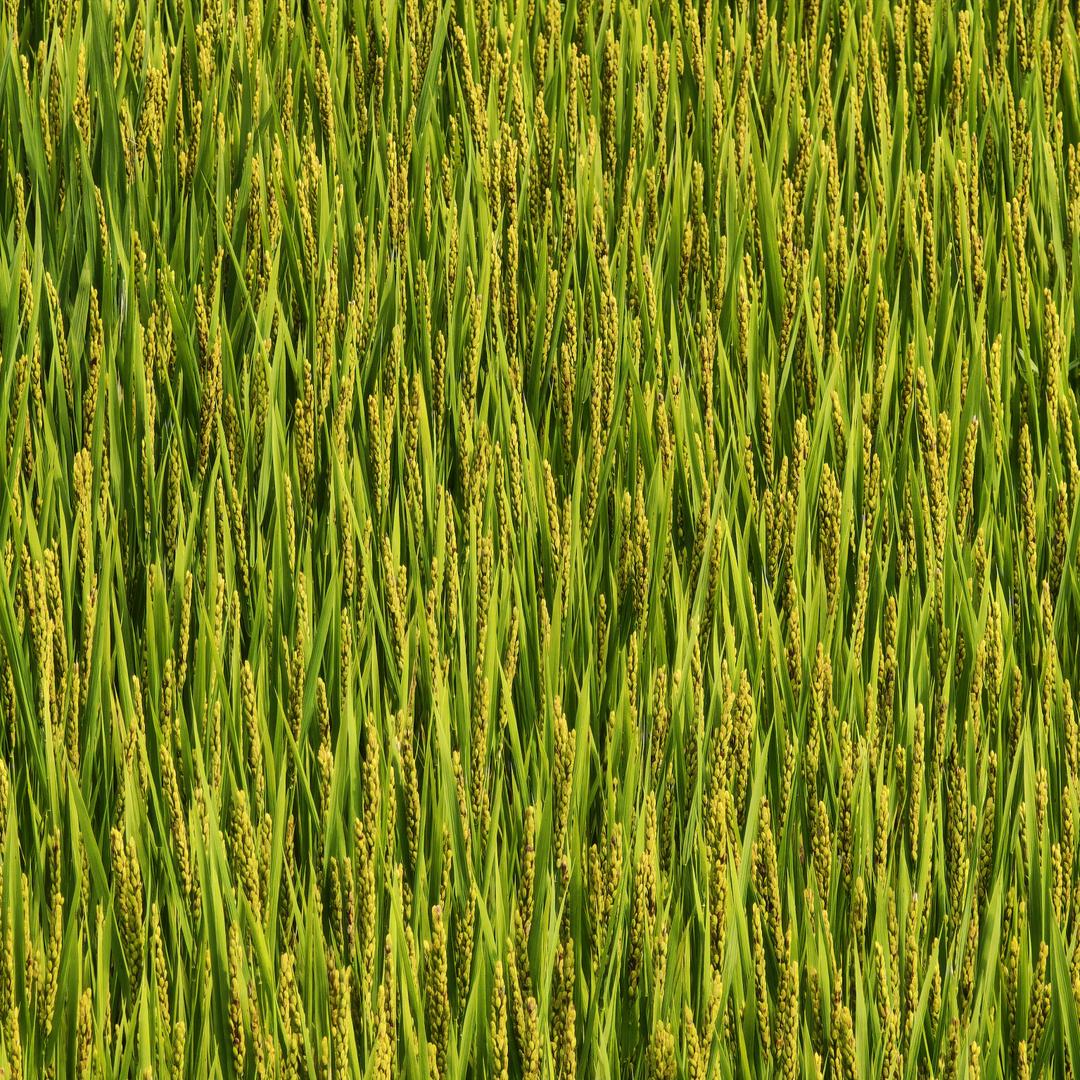 前程 似锦