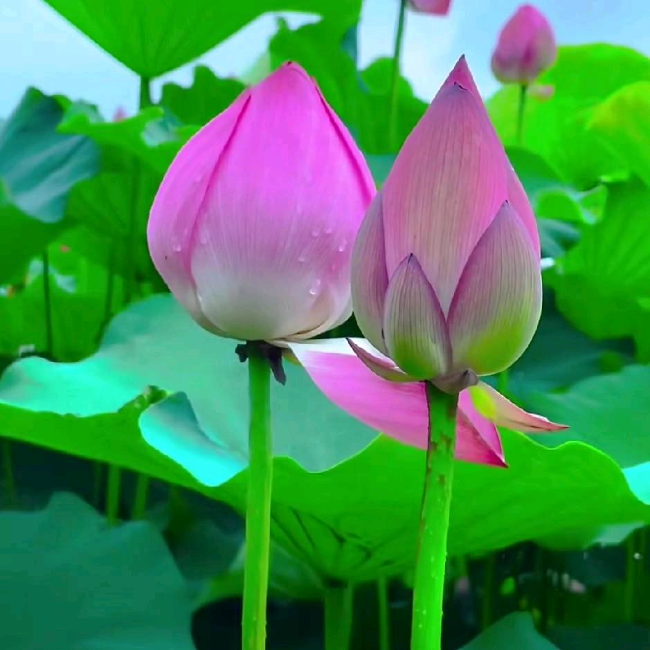 静若繁花wlf