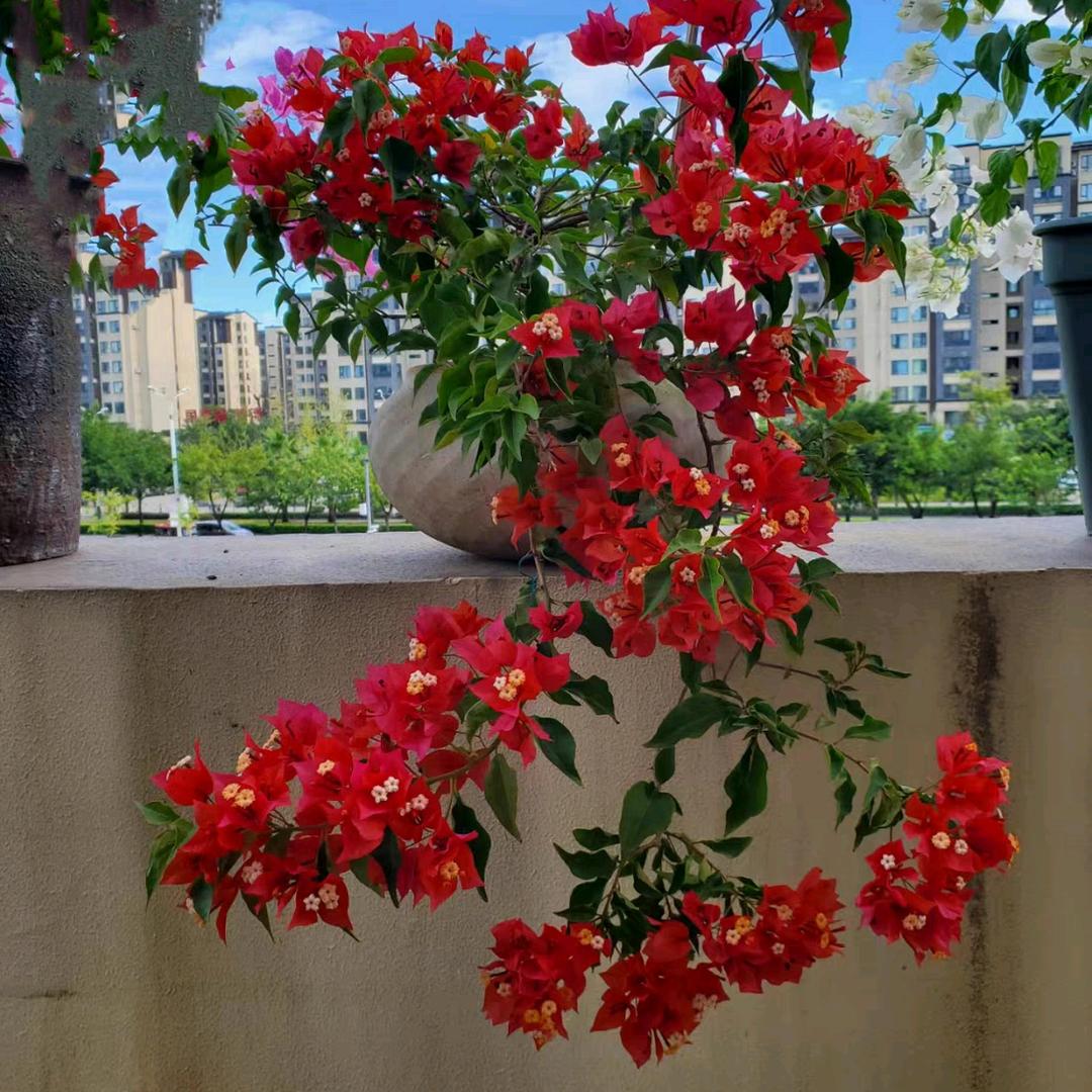 沫夏花木