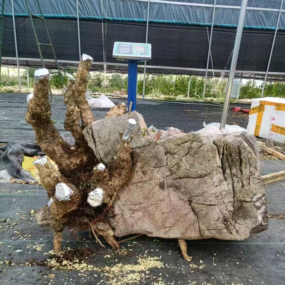 小叶珍珠黄杨种植园