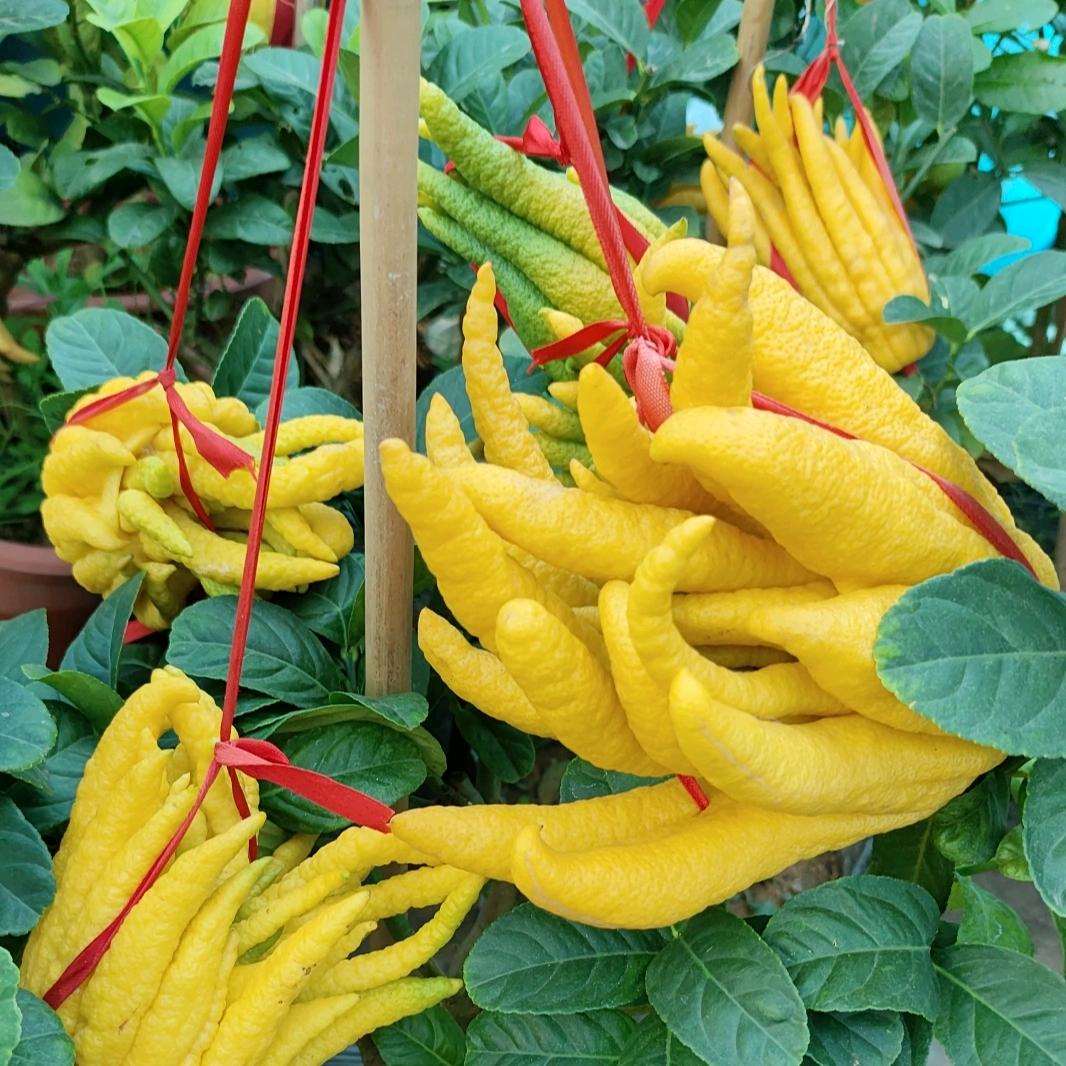 喜多多鲜花绿植