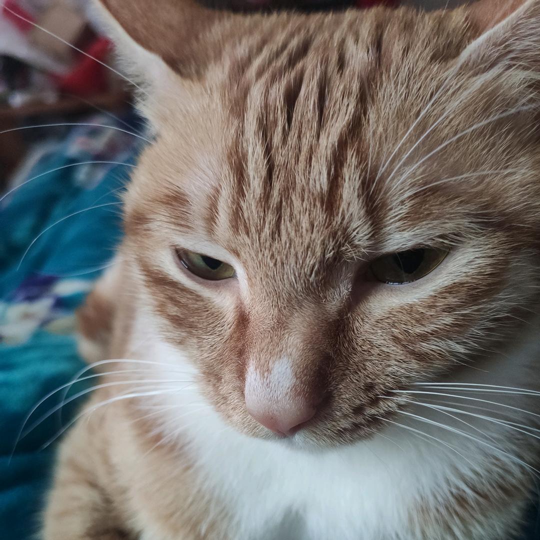 🌈长不胖的小橘