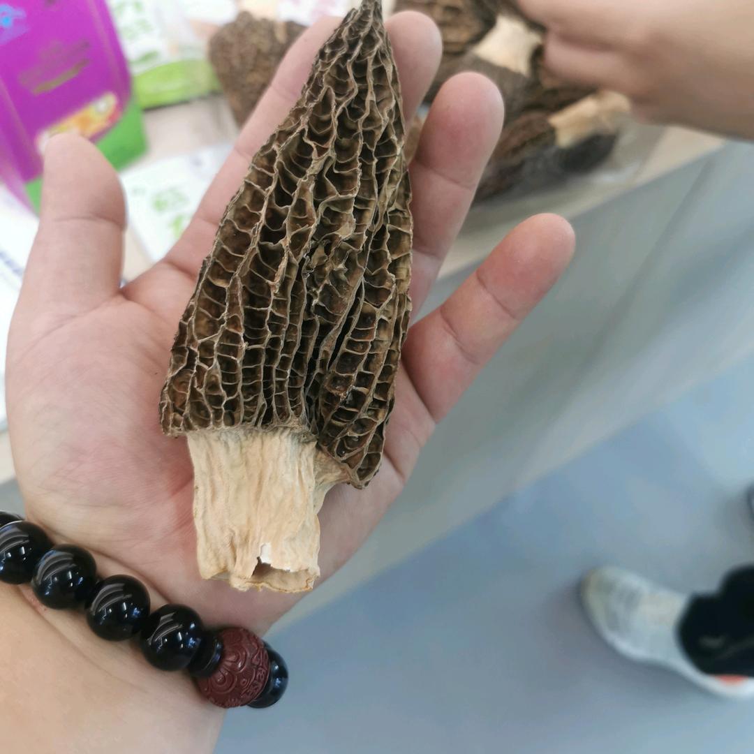 黄然大悟（羊肚菌）