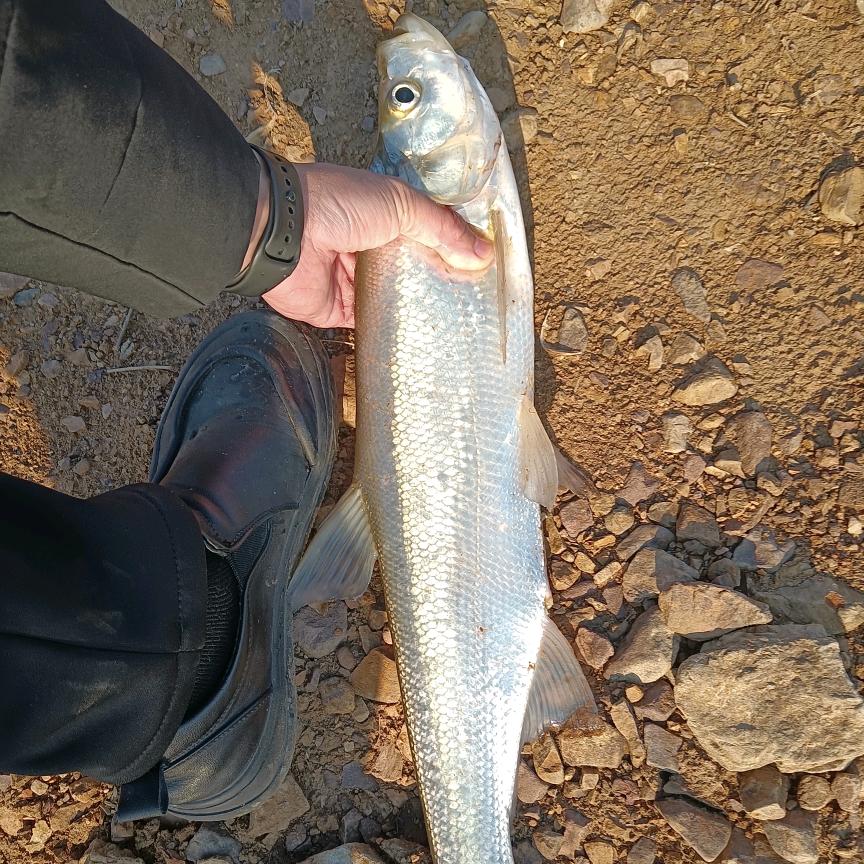木易 野钓江湖