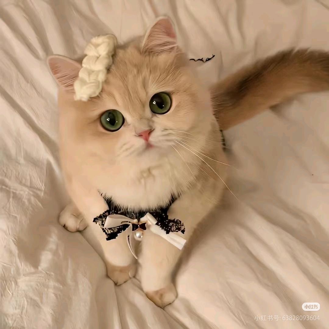 可可猫